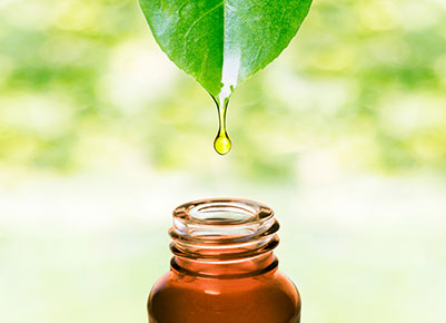 Oil dripping from the tip of a leaf into a bottle